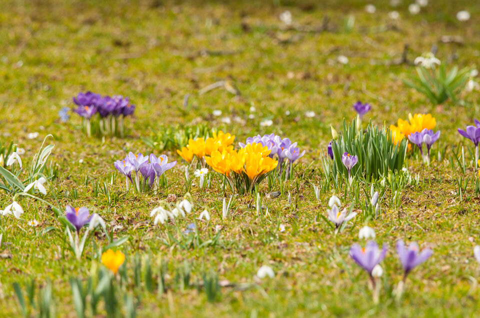 Frühlingserwachen im Chiemgau